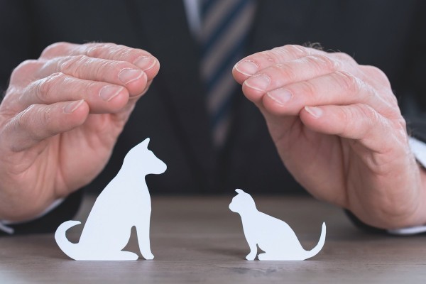 Avocat Droit Animalier à Casablanca